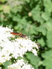 Ichneumonina