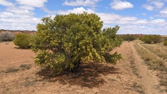 Acacia victoriae