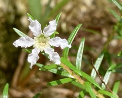 Lythraceae