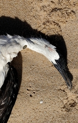 Phalacrocorax fuscescens