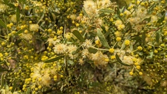 Acacia victoriae