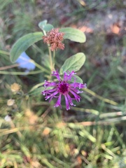 Vernonia acaulis