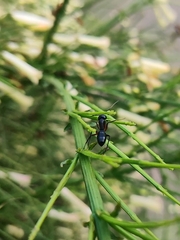 Camponotus compressus