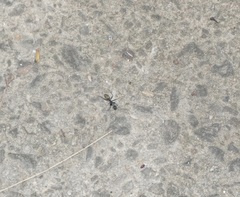 Camponotus aeneopilosus