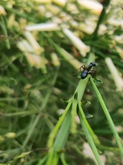 Camponotus compressus