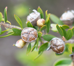 Leptospermum turbinatum