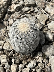 Echinocereus reichenbachii caespitosus