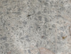 Camponotus aeneopilosus