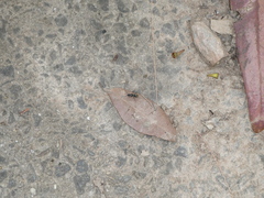 Camponotus aeneopilosus