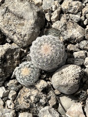 Echinocereus reichenbachii caespitosus