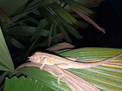 Calotes emma