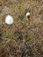 Tephroseris integrifolia atropurpurea