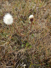 Tephroseris integrifolia atropurpurea