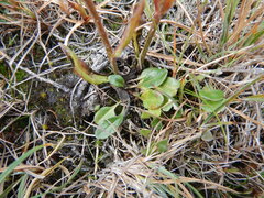 Tephroseris integrifolia atropurpurea