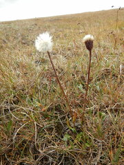 Tephroseris integrifolia atropurpurea