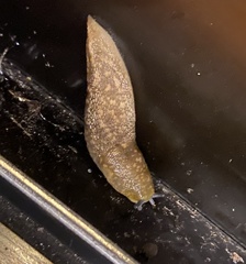 Limacus