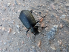 Calosoma maderae