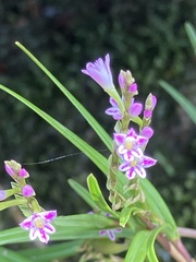 Epidendrum fimbriatum