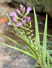 Epidendrum fimbriatum