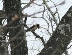 Eurocephalus anguitimens