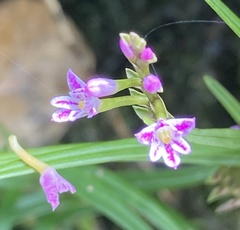 Epidendrum fimbriatum
