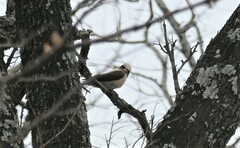 Eurocephalus anguitimens