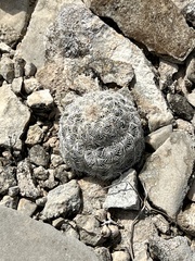 Echinocereus reichenbachii caespitosus