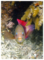 Labracinus cyclophthalmus