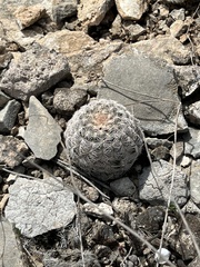 Echinocereus reichenbachii caespitosus