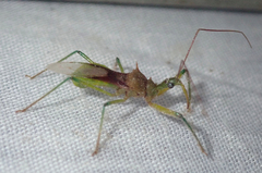 Ploeogaster