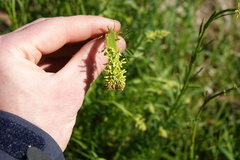 Stackhousia viminea