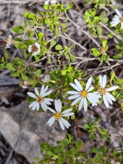 Olearia muelleri