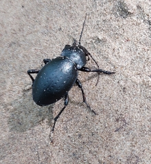 Carabus hungaricus