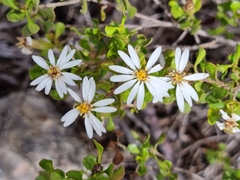 Olearia muelleri