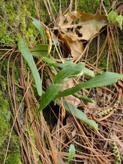 Pleopeltis macrocarpa