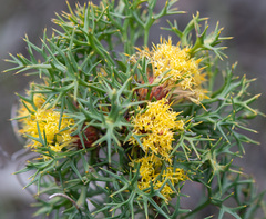 Isopogon ceratophyllus