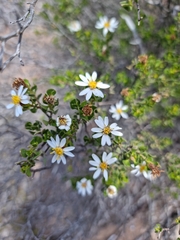 Olearia muelleri