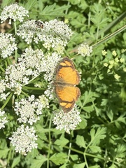 Tegosa