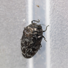 Trachys minutus