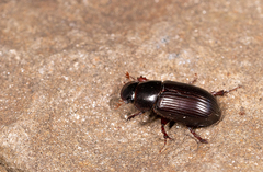 Aphodiini
