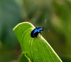Chrysomelidae