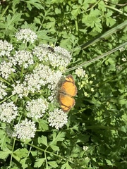 Tegosa