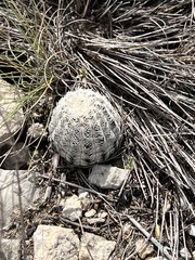 Echinocereus reichenbachii caespitosus