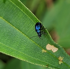 Chrysomelidae