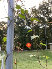 Ipomoea coccinea