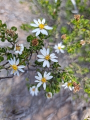 Olearia muelleri