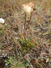 Tephroseris integrifolia atropurpurea