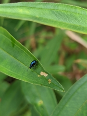 Chrysomelidae