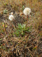 Tephroseris integrifolia atropurpurea