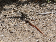 Acanthodactylus erythrurus